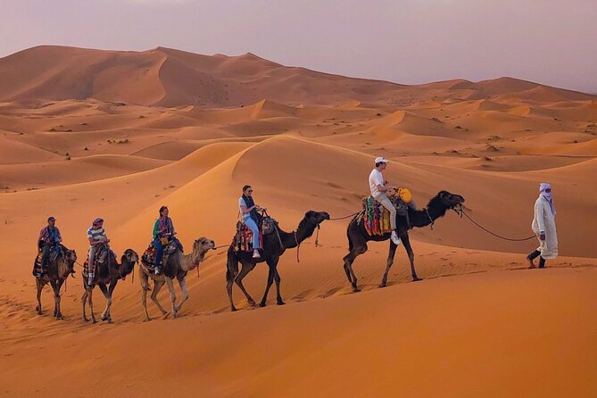 A line of camels trekking across the golden dunes of Merzouga at sunset